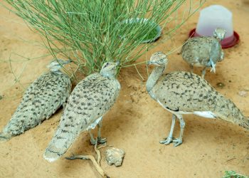 Half a Million Birds Released to Boost the Sustainability of Houbara Populations in the Wild