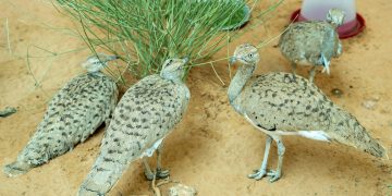 Half a Million Birds Released to Boost the Sustainability of Houbara Populations in the Wild