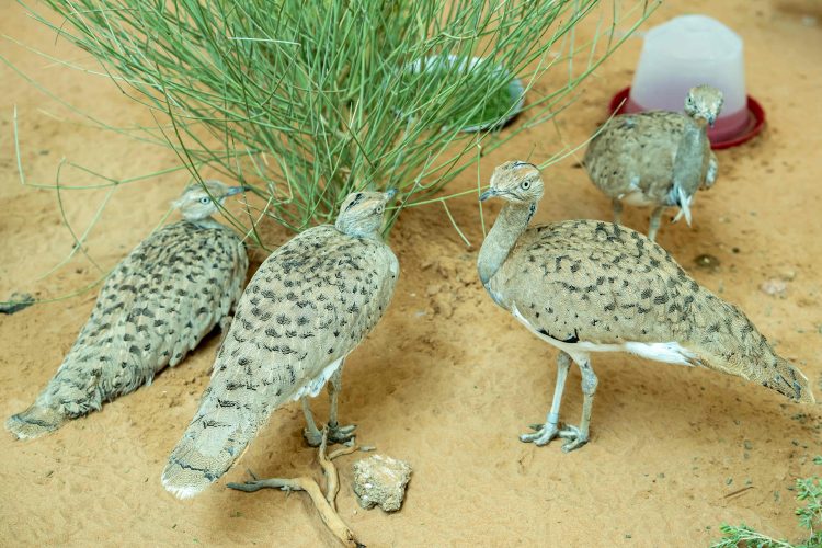 Half a Million Birds Released to Boost the Sustainability of Houbara Populations in the Wild