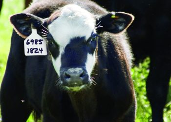 Shearwell Data – Celebrating more than 30 years