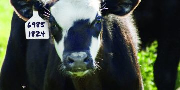 Shearwell Data – Celebrating more than 30 years