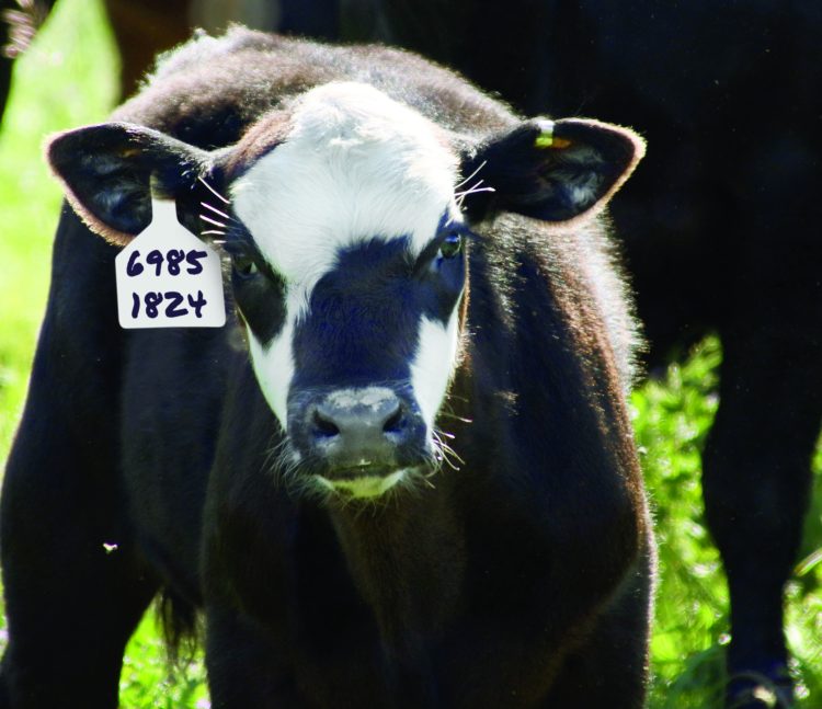 Shearwell Data – Celebrating more than 30 years