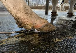 HooFoss shows a significant prevention of digital dermatitis