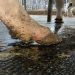 HooFoss shows a significant prevention of digital dermatitis