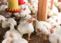 7 Ways Feed Quality Supports Sustainable Poultry Farming