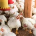 7 Ways Feed Quality Supports Sustainable Poultry Farming