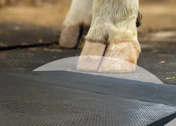 HOW RUBBER IS REVOLUTIONIZING ANIMAL WELFARE