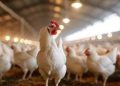 Eurotier 2024: Evonik puts a focus on sustainability in animal nutrition