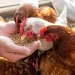 Endotoxin damage: a hidden cost