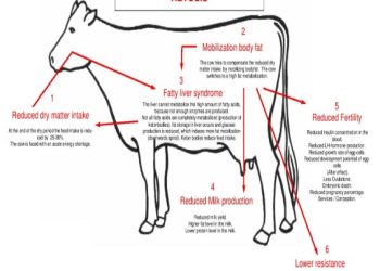 Efficacy Of Liv Herbs Plus Inositol And Sorbitol In Cattle Hepato Care