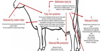 Efficacy Of Liv Herbs Plus Inositol And Sorbitol In Cattle Hepato Care