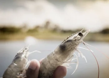 Combatting shrimp losses naturally