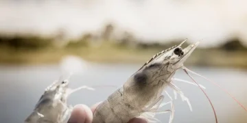 Combatting shrimp losses naturally