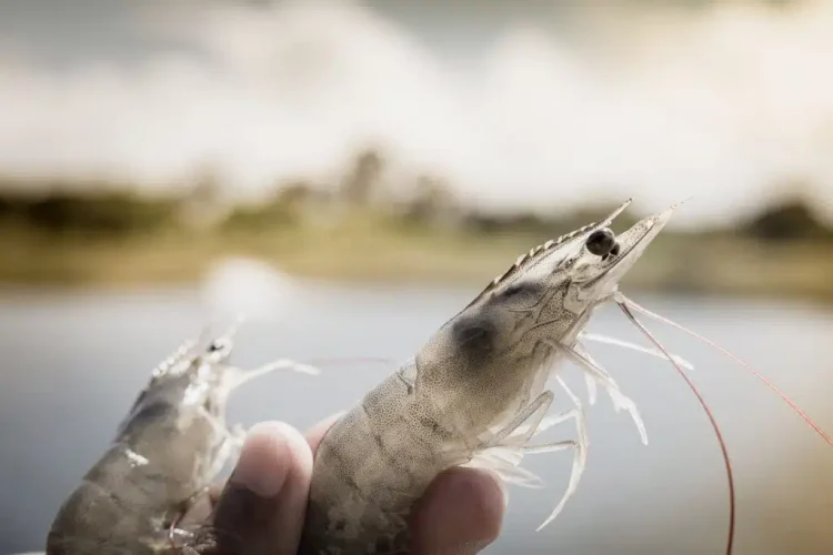 Combatting shrimp losses naturally
