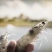 Combatting shrimp losses naturally