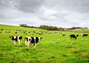 NOVUS Brings New Dairy Solutions to Australia and New Zealand