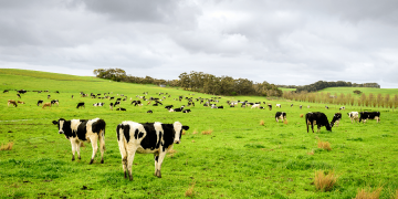 NOVUS Brings New Dairy Solutions to Australia and New Zealand