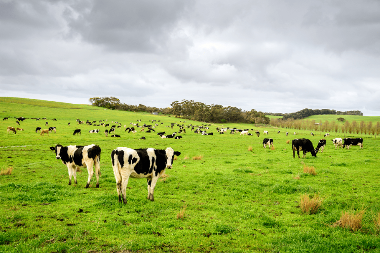 NOVUS Brings New Dairy Solutions to Australia and New Zealand