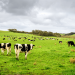 NOVUS Brings New Dairy Solutions to Australia and New Zealand