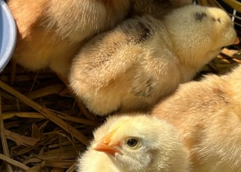 POULTRY FARMING IN SAUDI ARABIA: TRENDS AND DEVELOPMENTS IN 2024