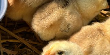 POULTRY FARMING IN SAUDI ARABIA: TRENDS AND DEVELOPMENTS IN 2024