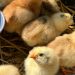 POULTRY FARMING IN SAUDI ARABIA: TRENDS AND DEVELOPMENTS IN 2024