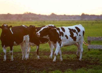 Almarai expands into food sectors beyond dairy