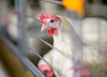 The Genetic Potential explained