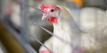 The Genetic Potential explained