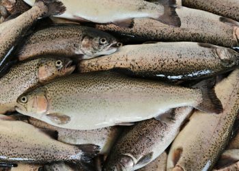 Saudi Arabia enhances food security through trout farming