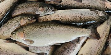 Saudi Arabia enhances food security through trout farming