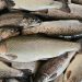 Saudi Arabia enhances food security through trout farming