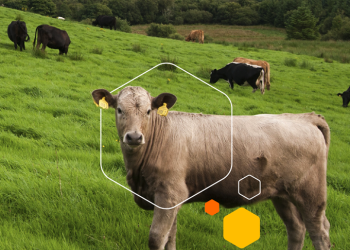 Discover Northern Ireland’s Finest: Exceptional Food and Drink