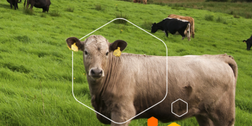 Discover Northern Ireland’s Finest: Exceptional Food and Drink