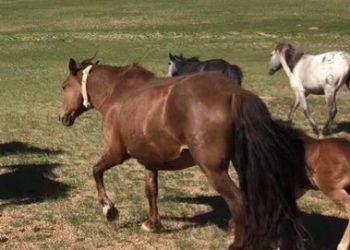 Globalstar Partner Spotter Achieves Milestone of Over 30,000 Satellite IoT Collars Deployed Across Central Asia