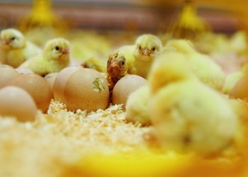 PERDUE FARMS ADOPTS “NESTBORN” ON-FARM HATCHING CONCEPT