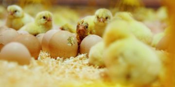 PERDUE FARMS ADOPTS “NESTBORN” ON-FARM HATCHING CONCEPT