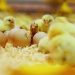 PERDUE FARMS ADOPTS “NESTBORN” ON-FARM HATCHING CONCEPT