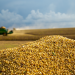 NOVUS shares findings on U.S. soybean meal quality at IPPE 2025
