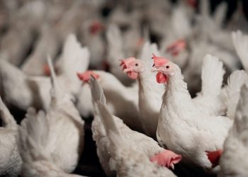 IFF Launches Enviva® DUO to Boost Poultry Health