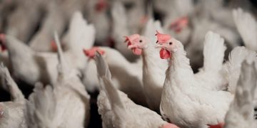 IFF Launches Enviva® DUO to Boost Poultry Health