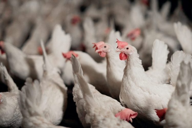 IFF Launches Enviva® DUO to Boost Poultry Health