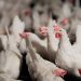 IFF Launches Enviva® DUO to Boost Poultry Health