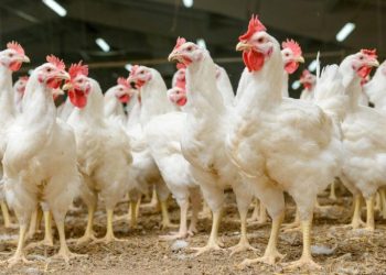 More nutrients don’t have to cost more – NOVUS at VIV Asia