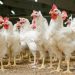 More nutrients don’t have to cost more – NOVUS at VIV Asia