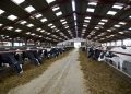 Rumen-protected fat supplements a ‘catch-all’ in dairy rations