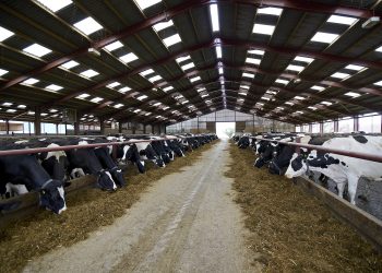 Rumen-protected fat supplements a ‘catch-all’ in dairy rations