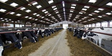 Rumen-protected fat supplements a ‘catch-all’ in dairy rations