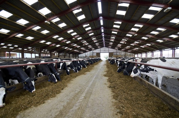 Rumen-protected fat supplements a ‘catch-all’ in dairy rations