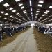 Rumen-protected fat supplements a ‘catch-all’ in dairy rations